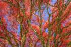 USA, Washington State, Seabeck. Japanese maple tree in autumn color. Art Print